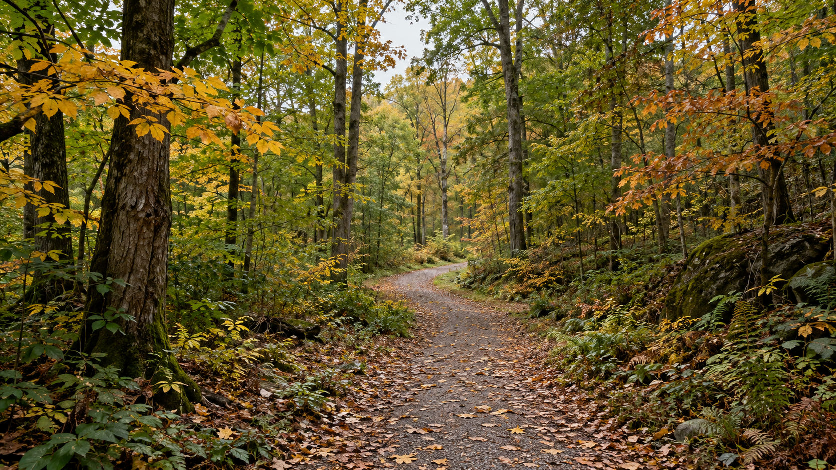 Illustration: A quiet path curves through trees with green and autumn-colored leaves.